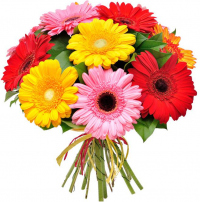 Герберы микс №1 Герберы микс №1